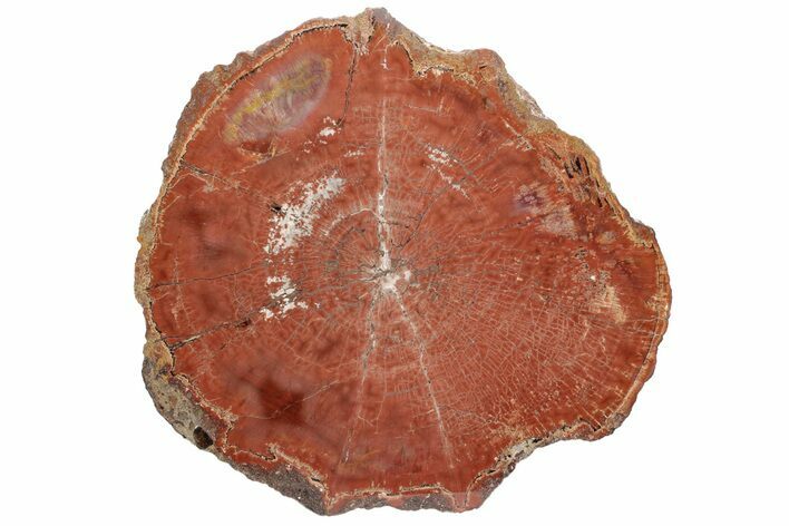 Polished, Petrified Wood (Araucarioxylon) Round - Arizona #228942